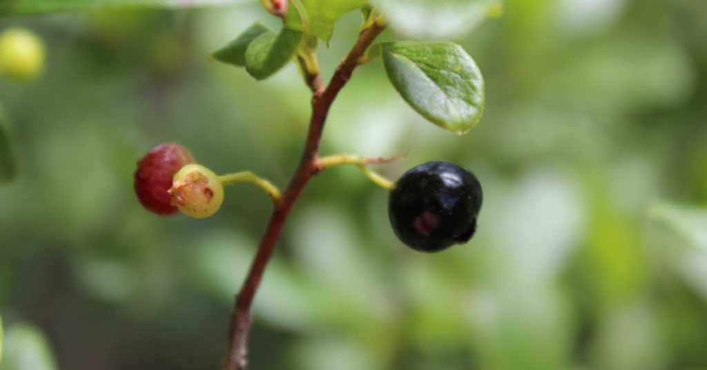 Berries, Benefits Of Hiking