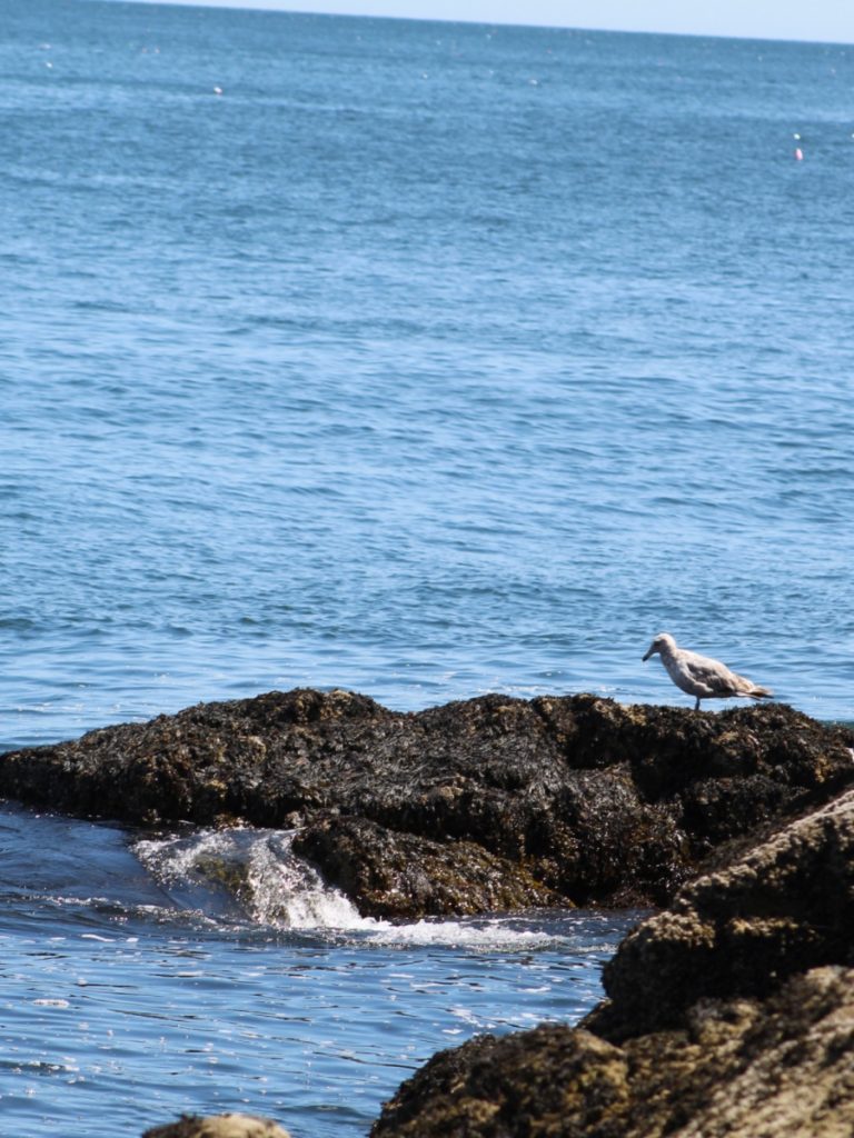 Ocean Bird