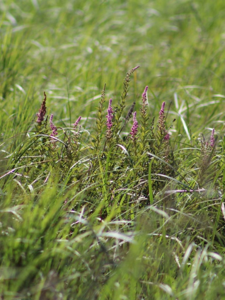 Flowers In Field, Benefits Of Hiking