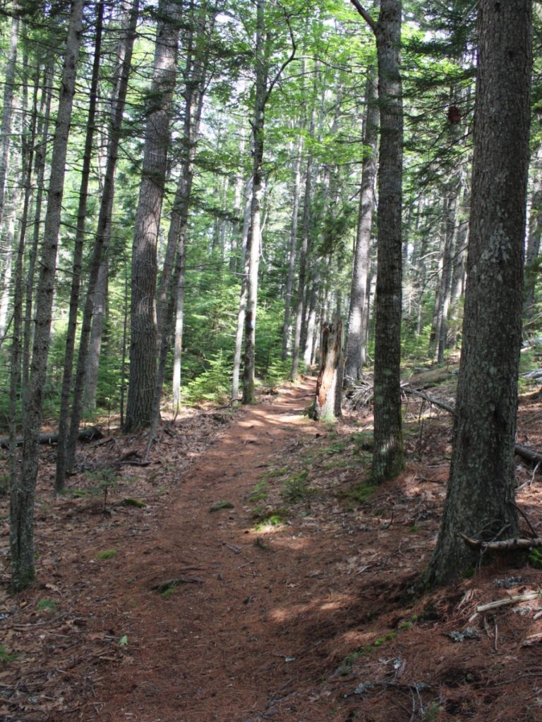 Woods Path, Benefits Of Hiking