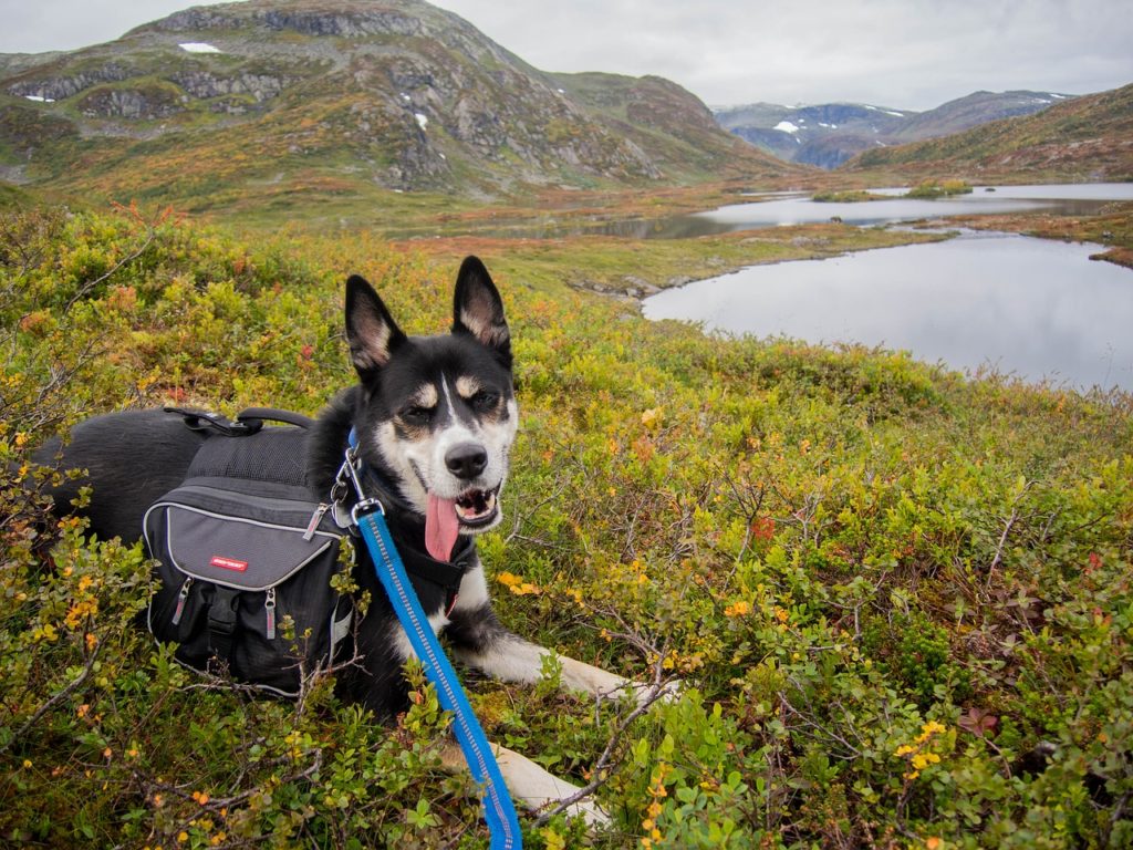 Hiking With A Dog