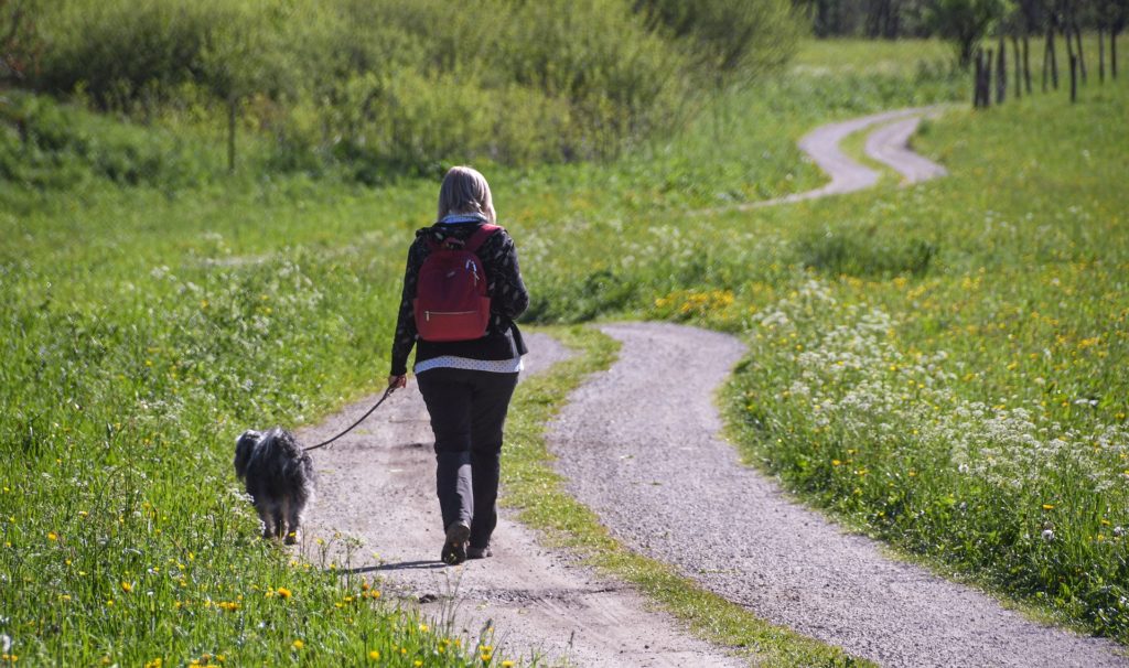 Hiking with a Dog