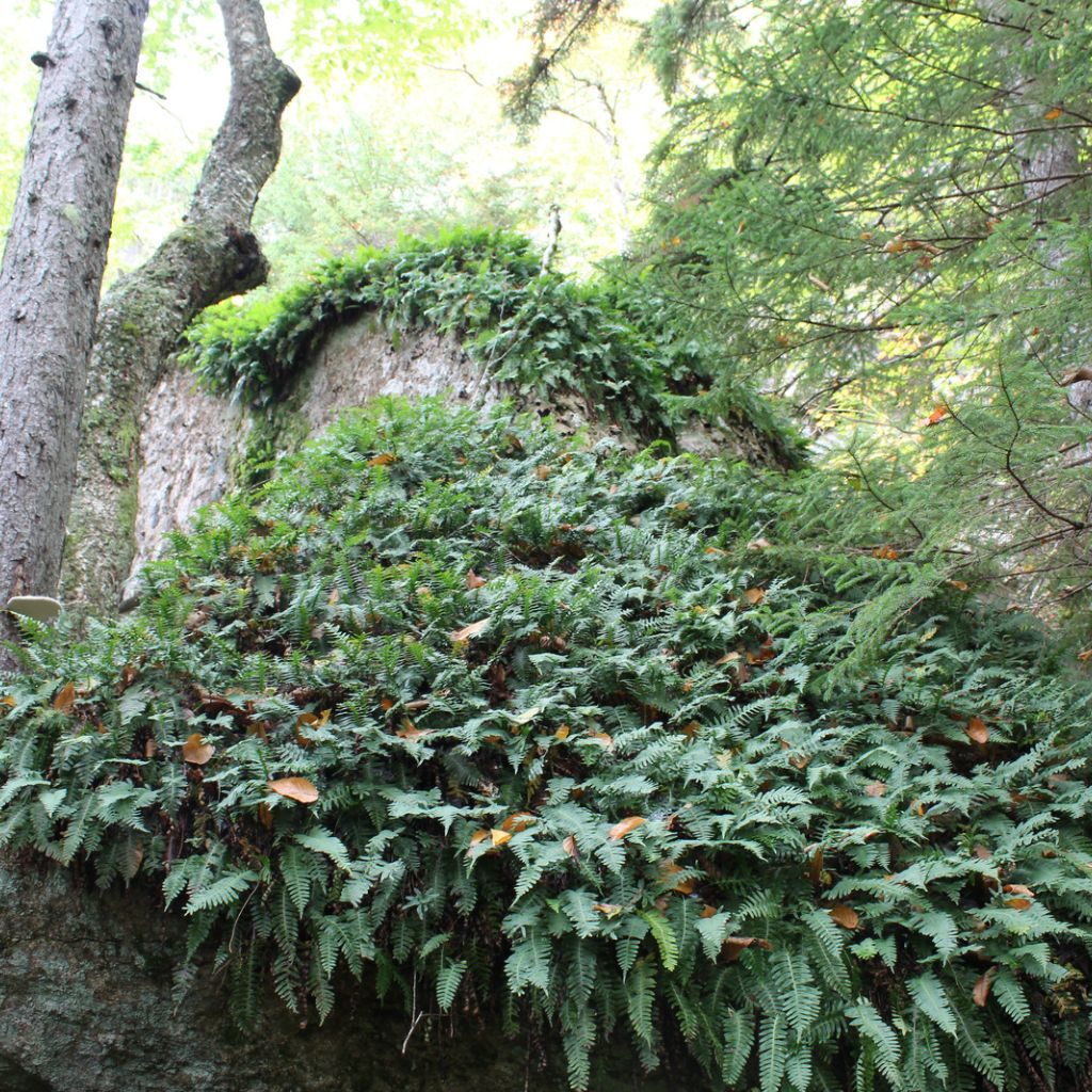 Fern Growth