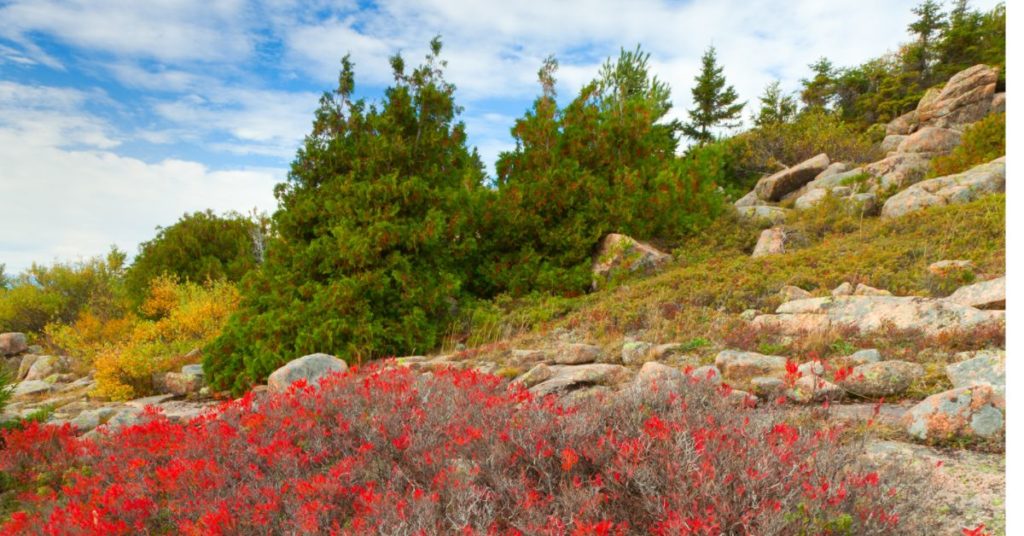 Cadillac Mountain Trail