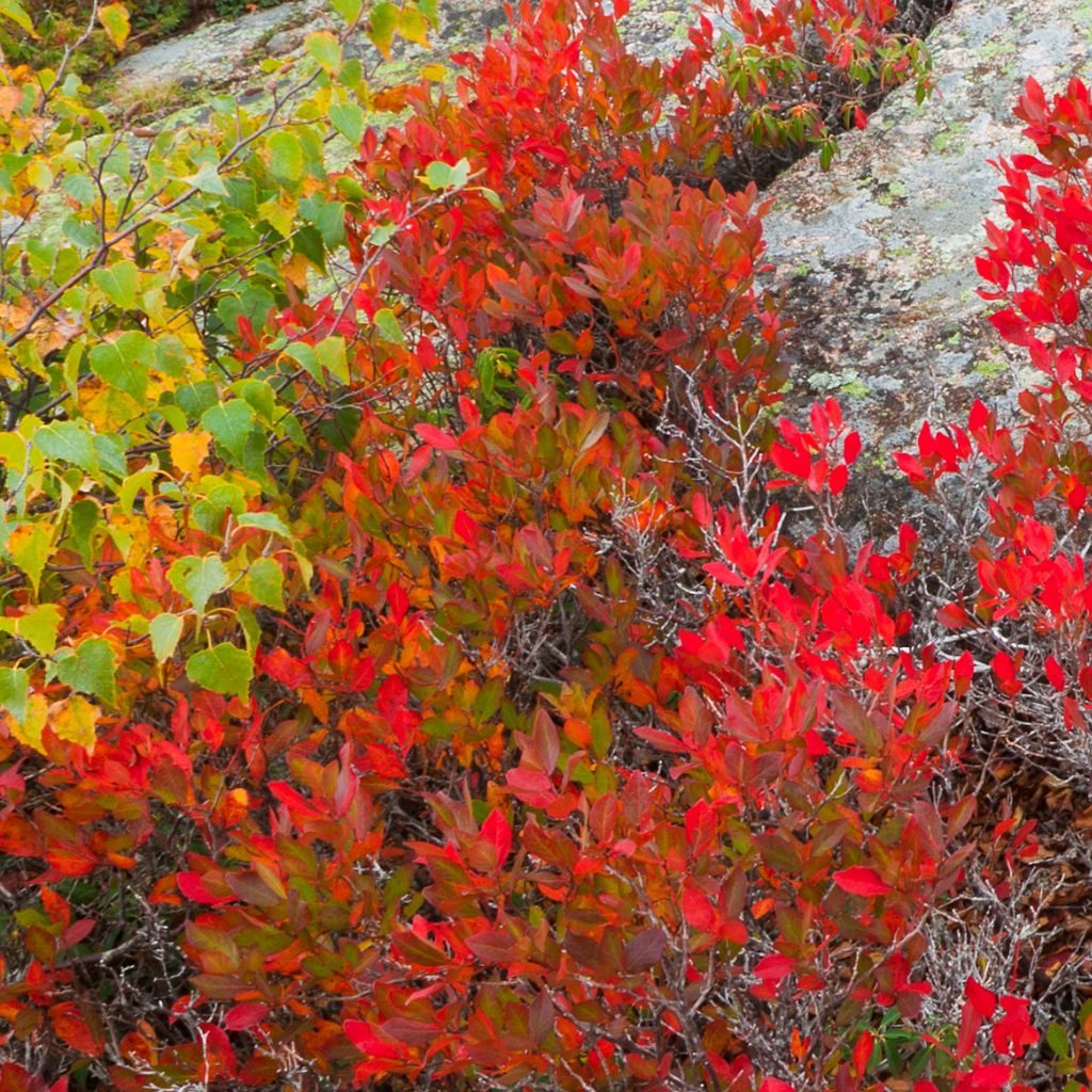 Bush Acadia National Park