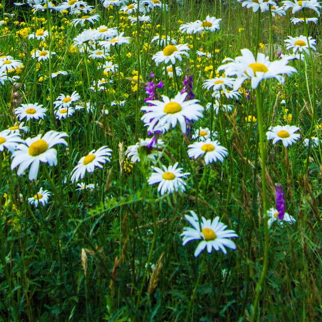 Daisy Acadia National Park