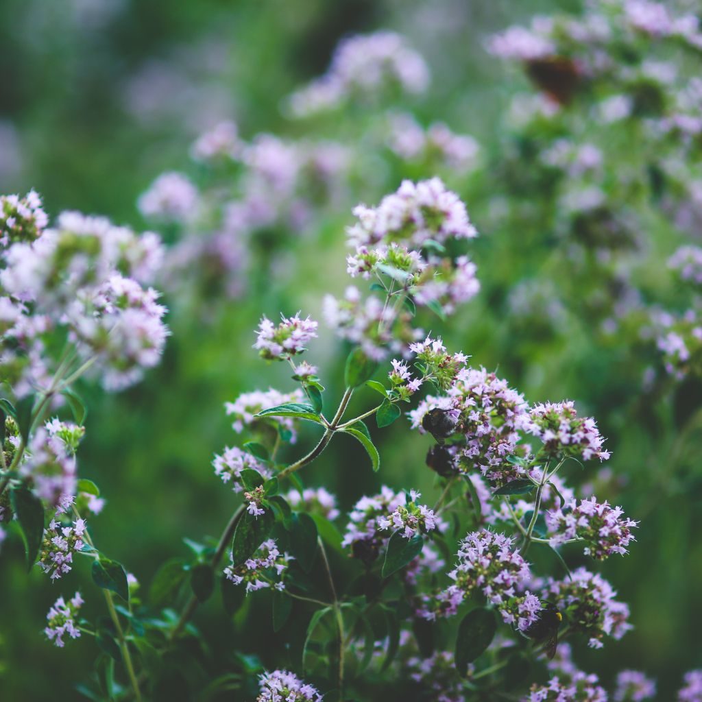 Tiny Flowers Acadia National Park