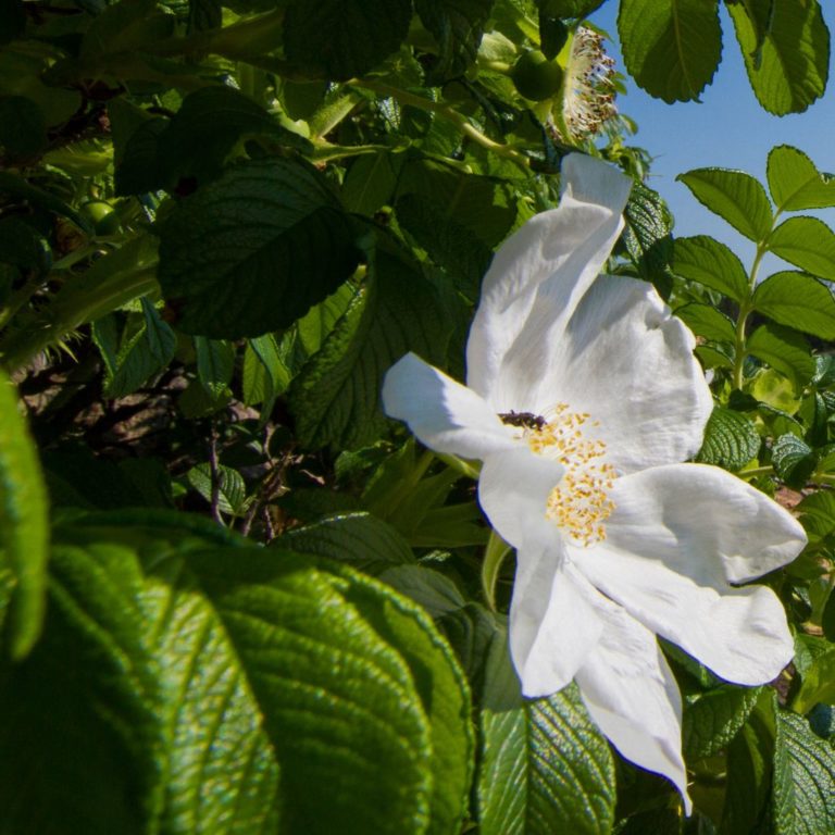 White Sea Rose Wild Gardens of Acadia