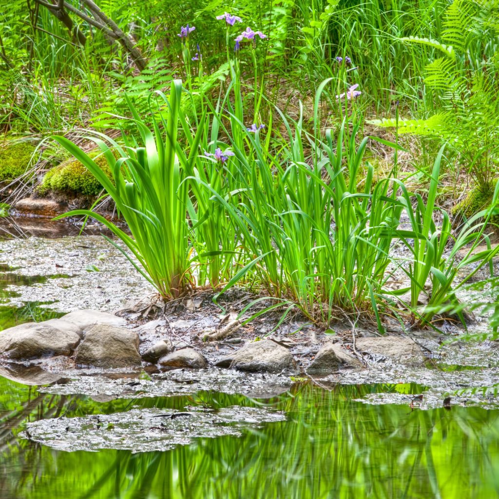 Wild Gardens of Acadia