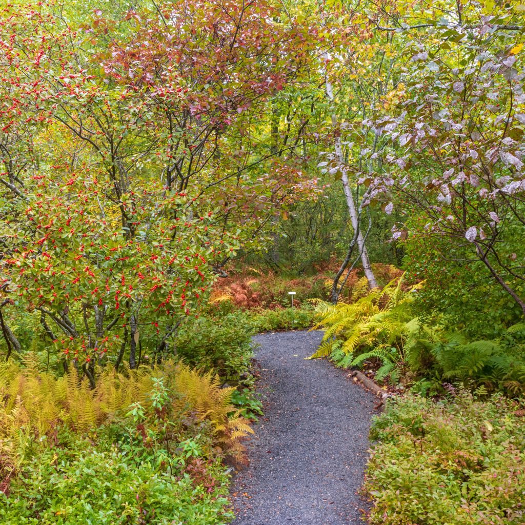 Wild Gardens of Acadia Path