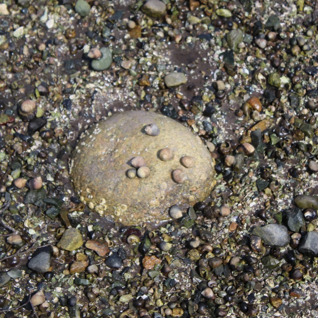 Beach At Low Tide