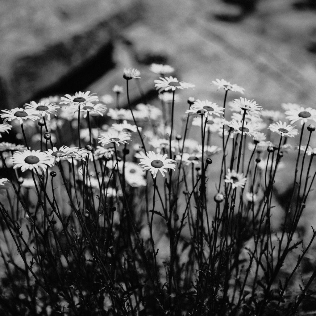 Beachcroft & Champlian Trail Daisy