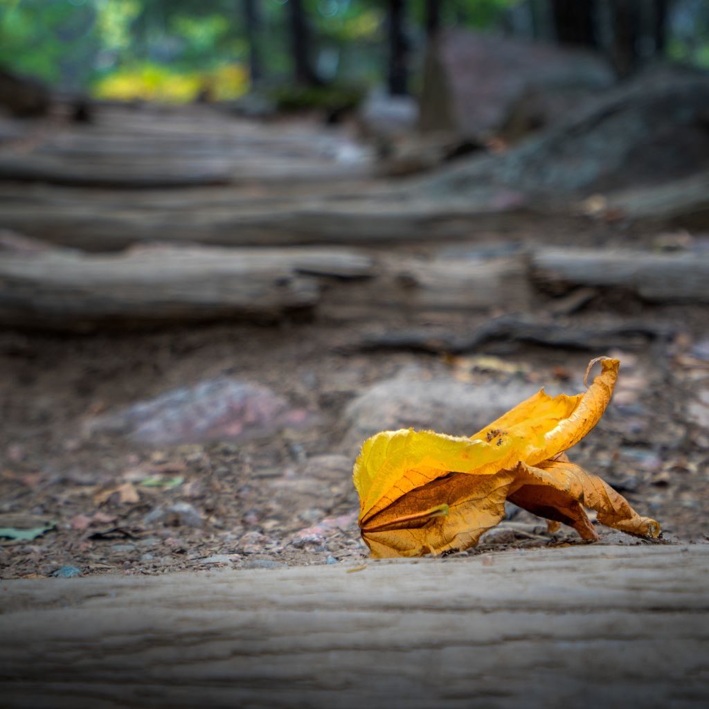 Champlain Trail