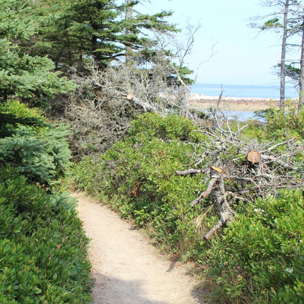 Wonderland Trail With Ocean Background