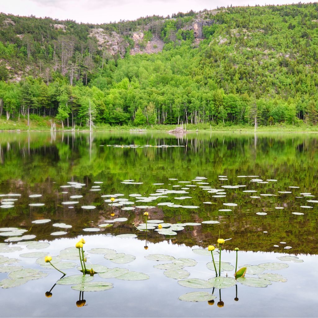 Trailside Pond