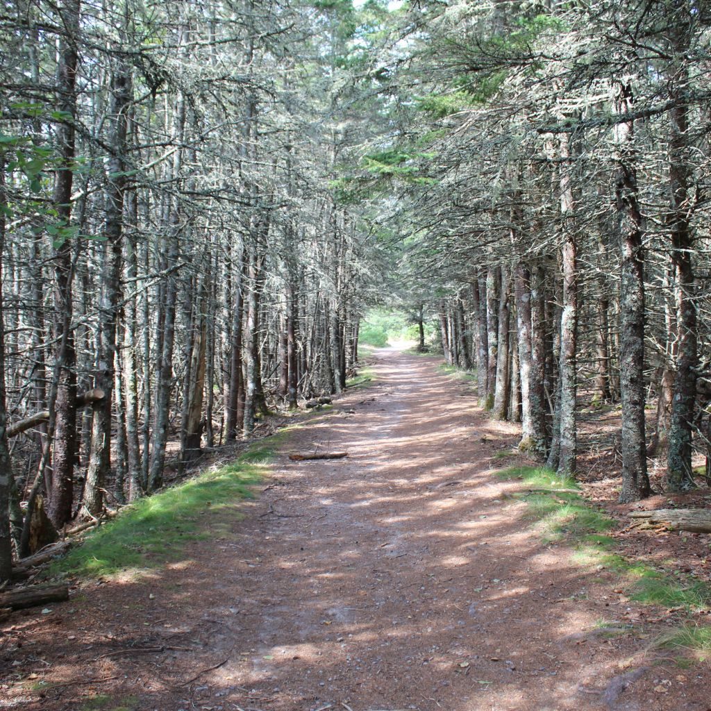 Wonderland Trail Woods Path