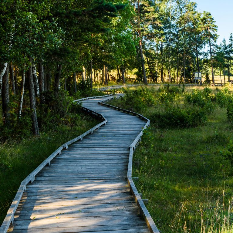 Beginner Hiking Boardwalk Trail