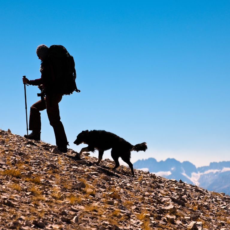 Hiking Dog