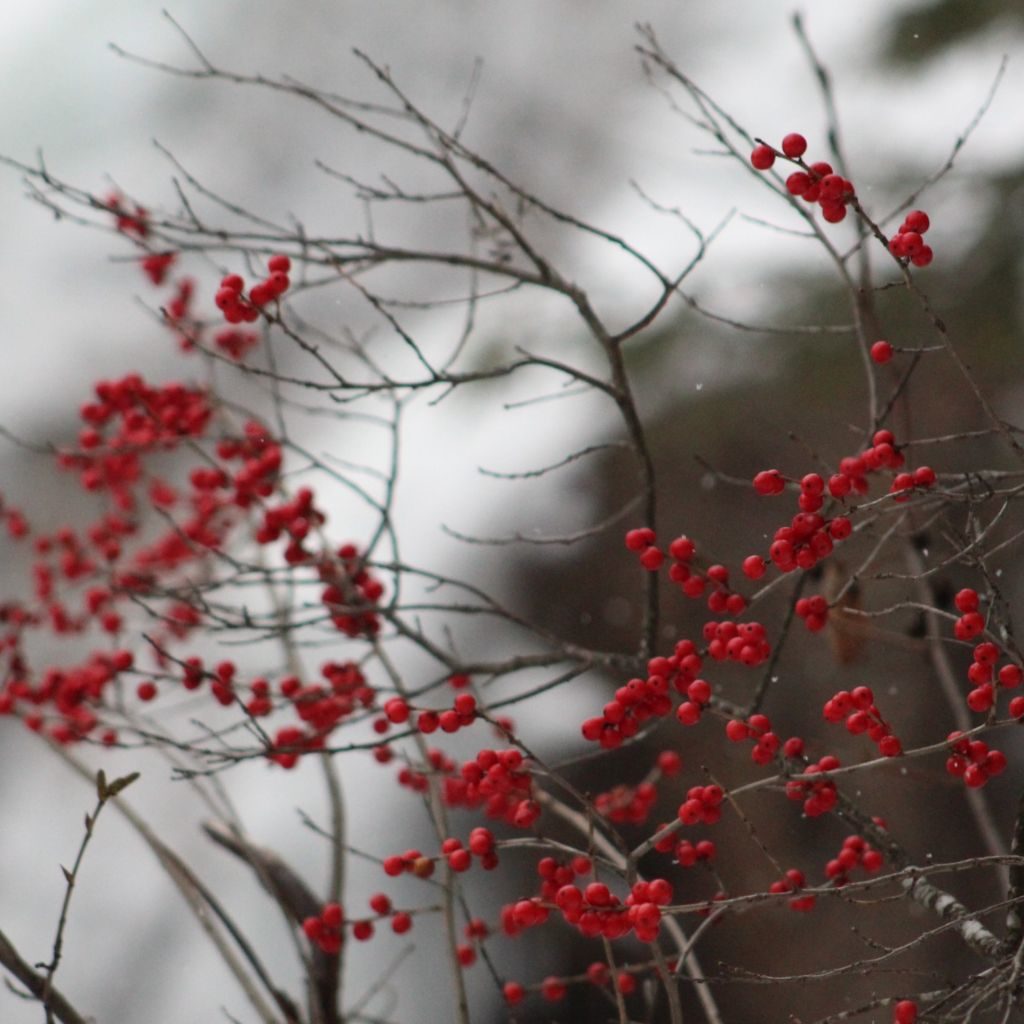 Red Winter Berries