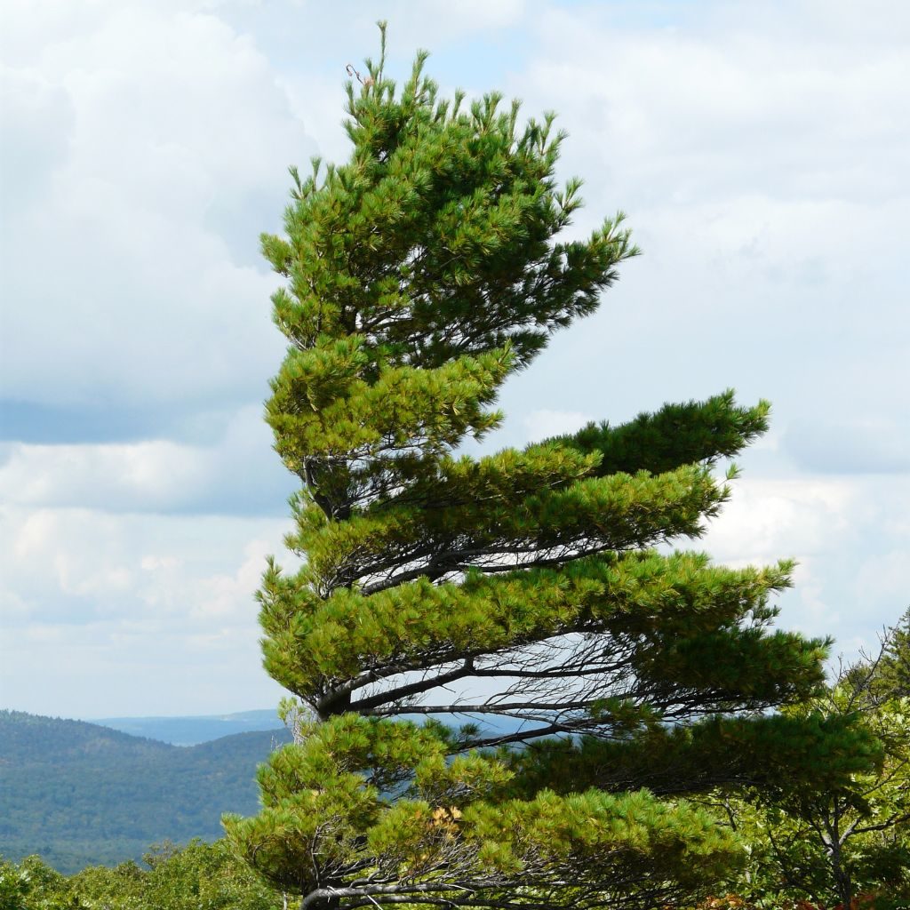 Windswept Tree