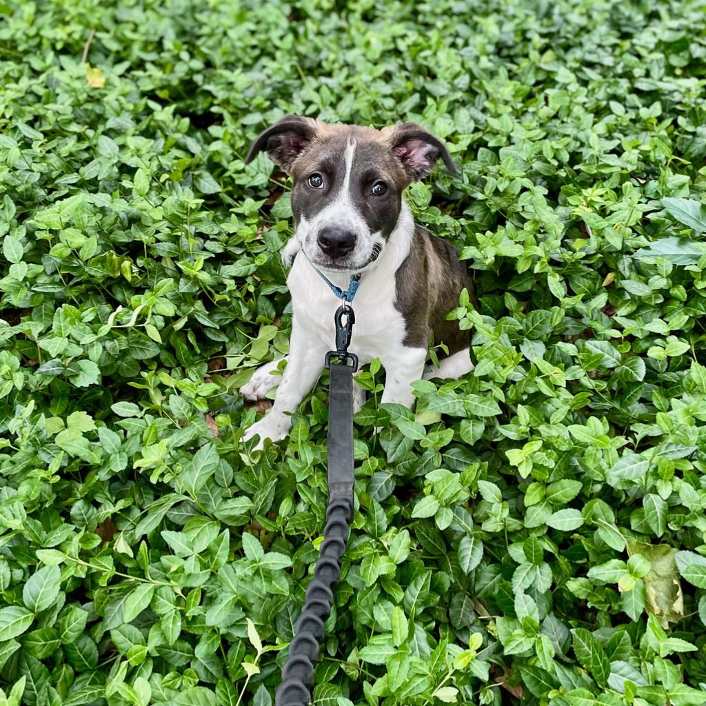 Dog Leash For Hiking