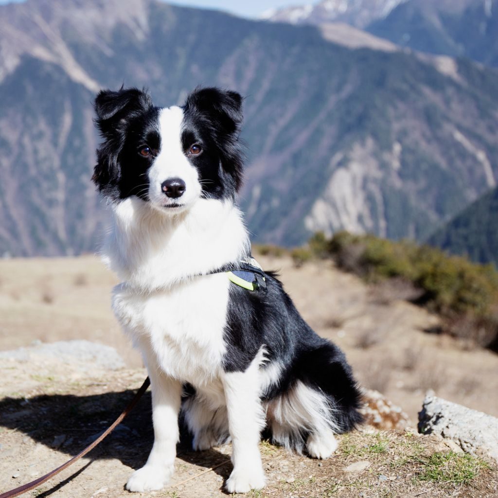 Dog Leash For Hiking