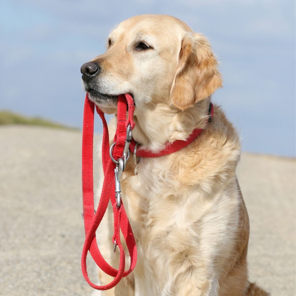 Dog Leash For Hiking