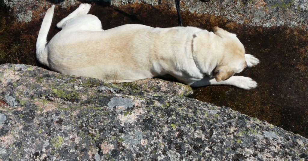 Summer Taking A Break On Cadillac Mountain