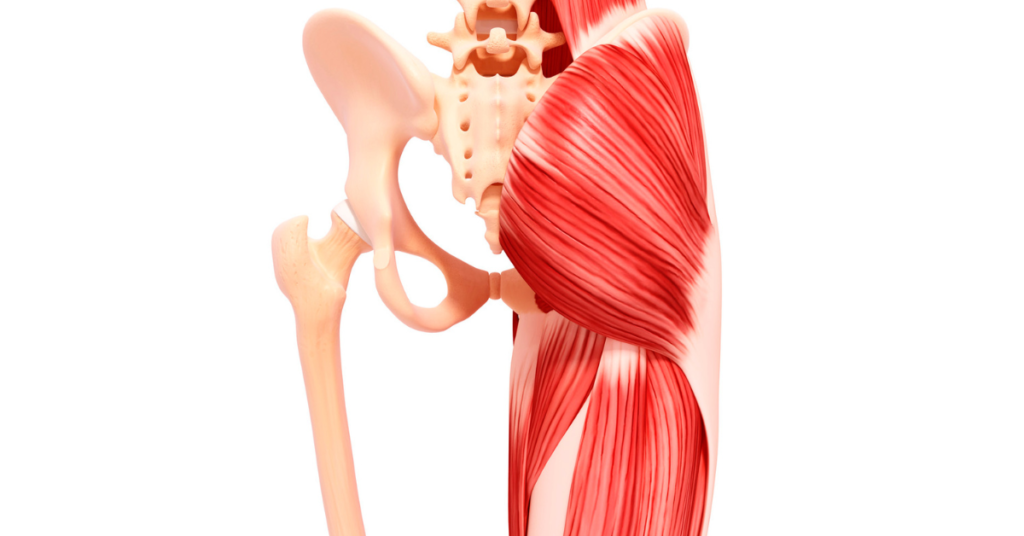 Gluteus Maximus Muscle