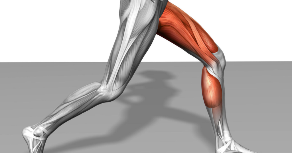 Quadriceps Muscle