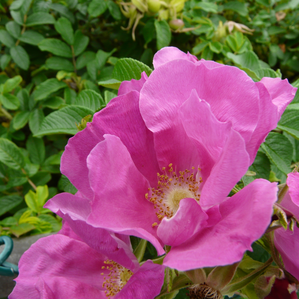 Red Sea Rose In Bloom While Walking