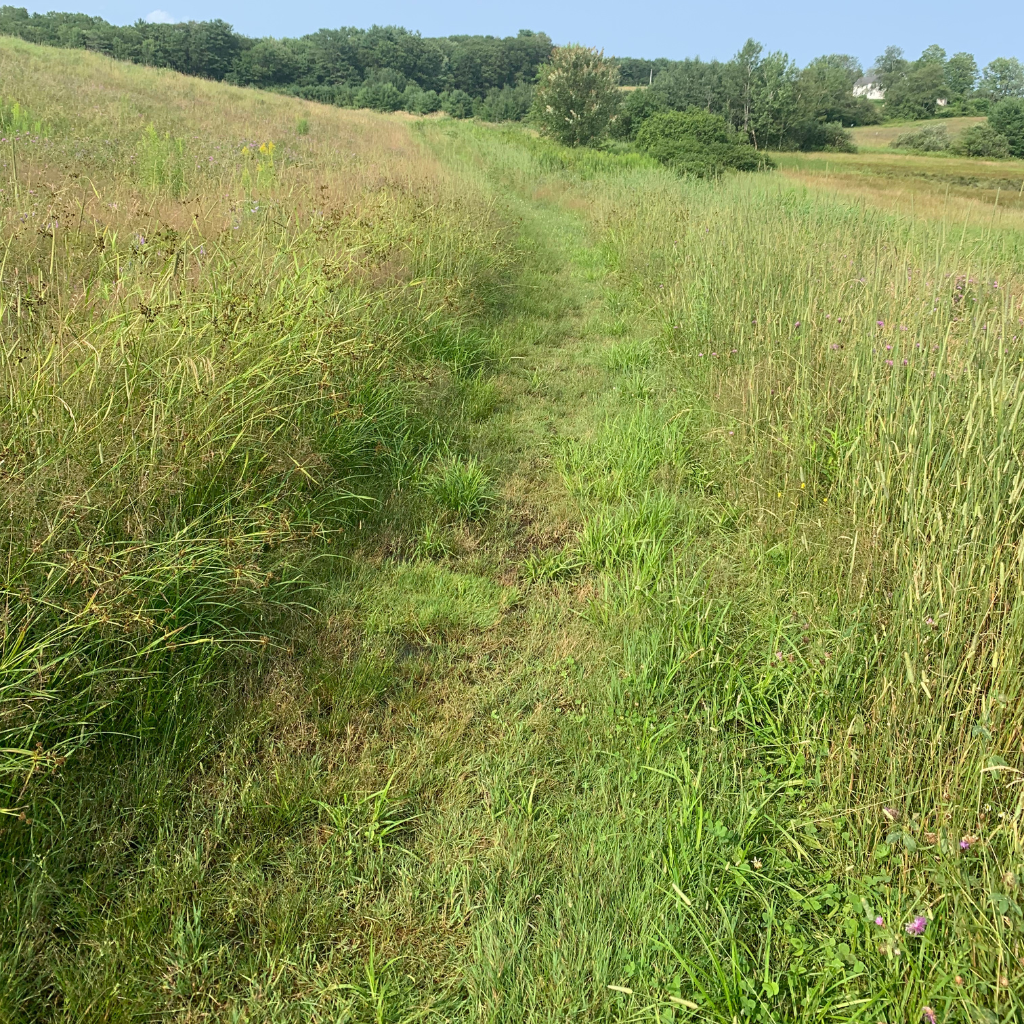 Walking Trail At Local Land Trust