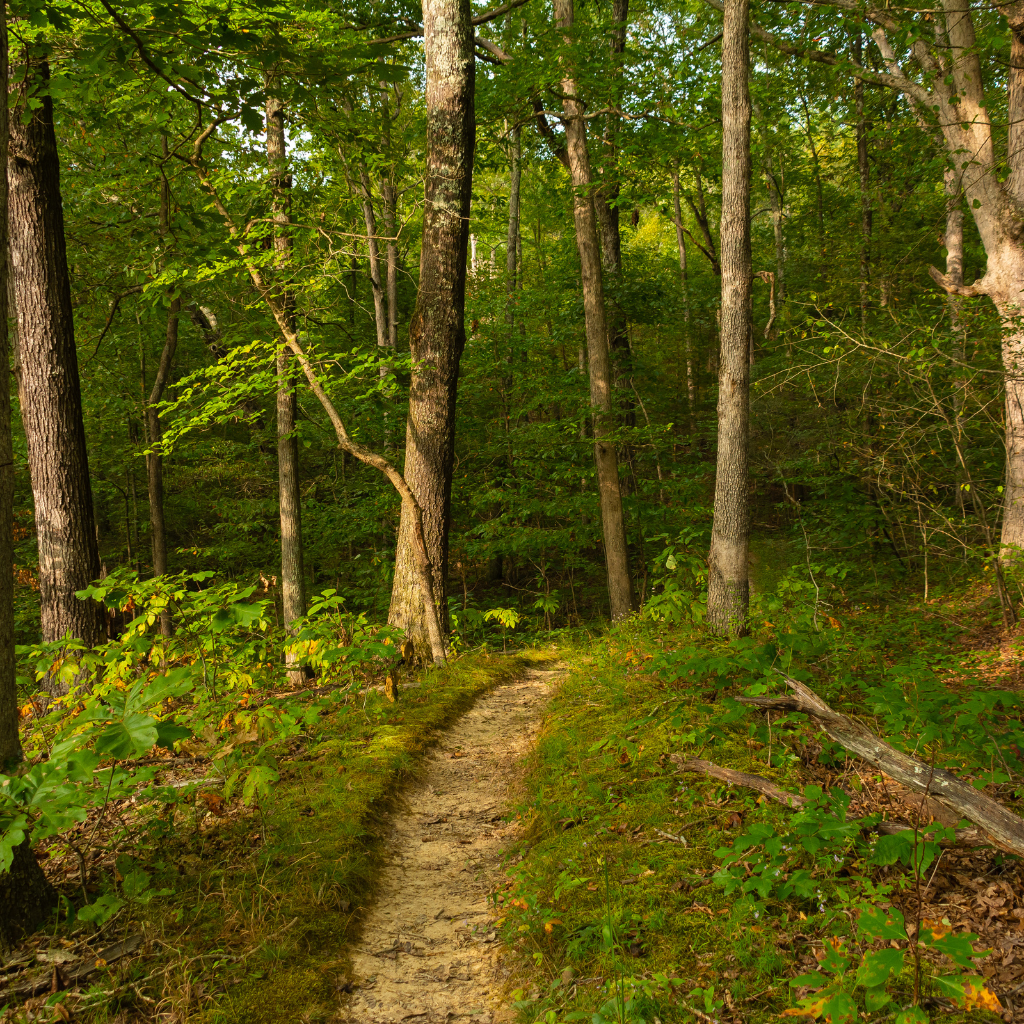 Hiking Trail Through The Woods